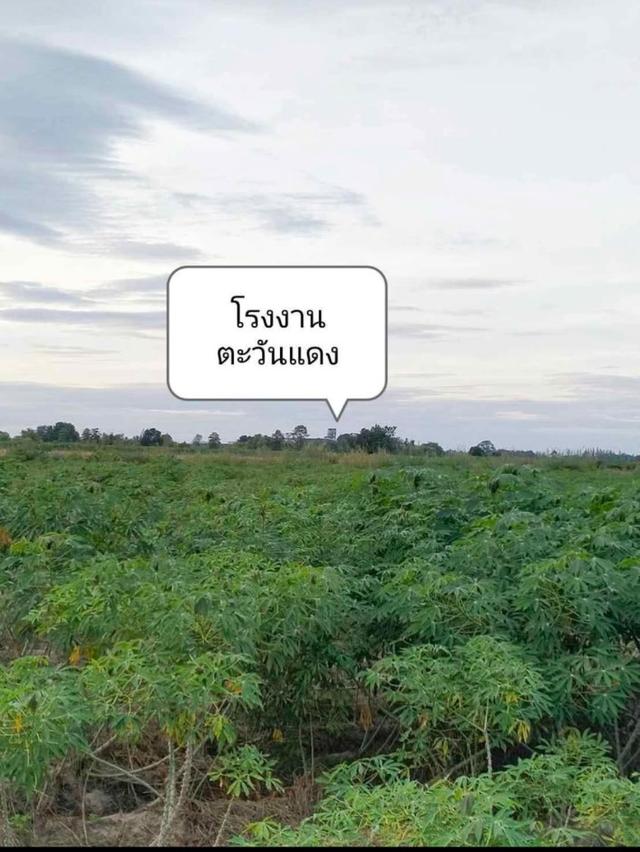 ขายที่ดิน 1