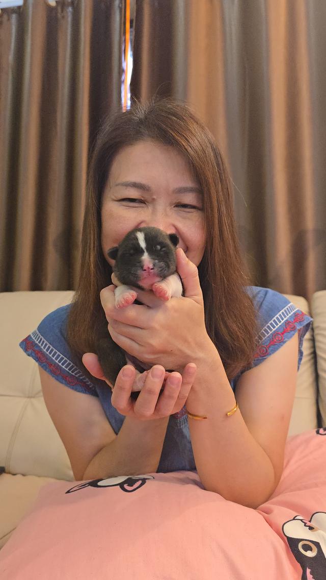 เปิดจองลูกอเมริกันอะคิตะ 6