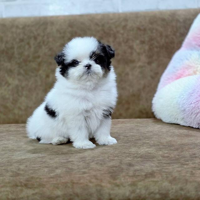 ชิสุผสมพุดเดิ้ล พิกัดรามอินทรา 9