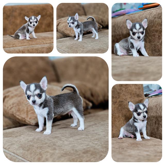 Chihuahuaชิวาวาขนสั้นแท้มาร์คไซผู้