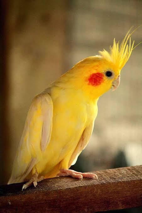 นกค็อกคาเทลสีเหลือง 1