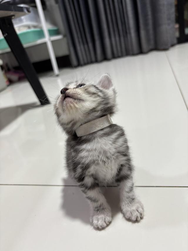 ลูกแมวพันธุ์ American Shorthair 3