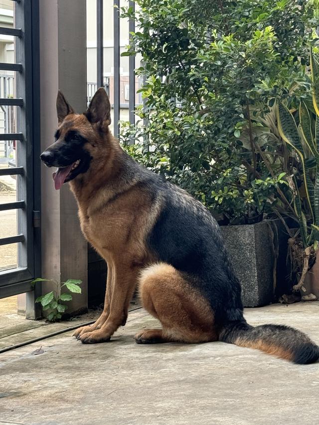 ลูกสุนัขเยอรมันเชพเพริด รูปที่ 11