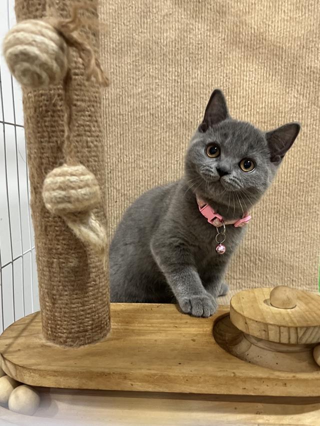 ลูกแมว บริติช ช็อตแฮร์ ใบเพ็ดนอกWCF(British Shorthair)