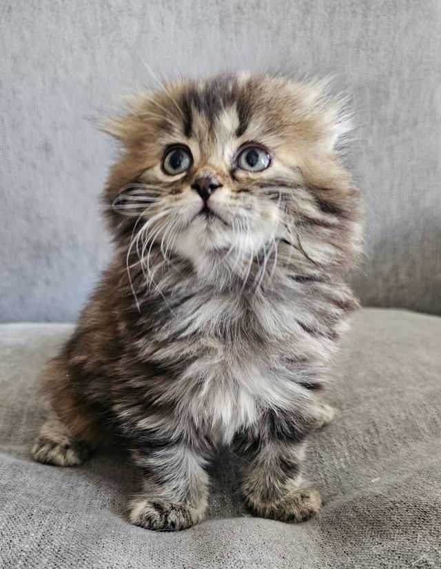 สก็อตติชโฟลด์ บุ้งกี๋