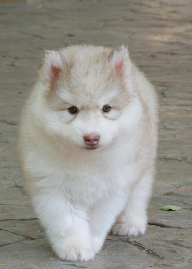 Siberian Huskies in Thailand - All Colors Available รูปที่ 6