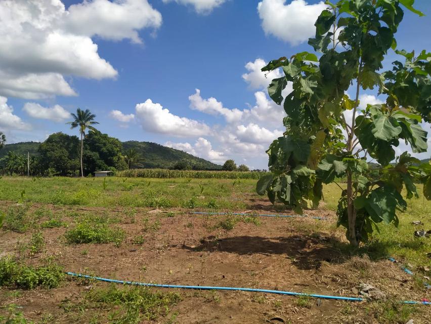 ขายที่ดิน 2 ไร่ (ขายขาดทุน) 4