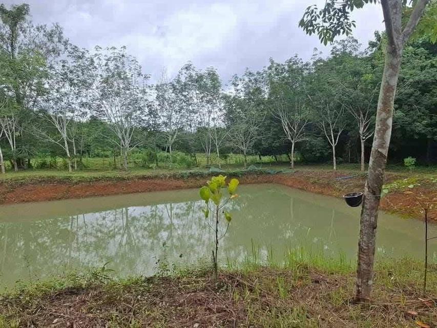 ที่ดินพร้อมบ้านพัก สวนยางพารา 6
