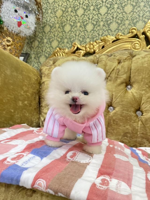 ลูกปอมเมอเรเนียนแท้ สดใส น่ารัก ขี้เล่น ยิ้มเก่งมากก