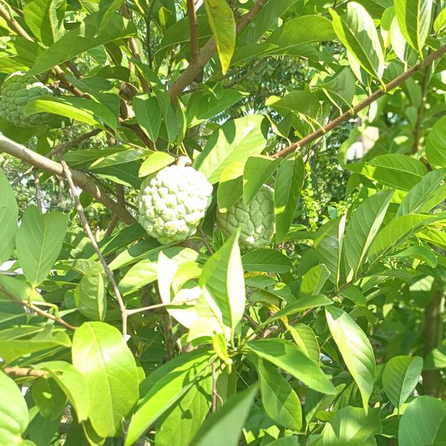 ที่ดินสวนผสมเกษตรอินทรีย์ 1 ไร่ 1 งาน 40 ตารางวา 4