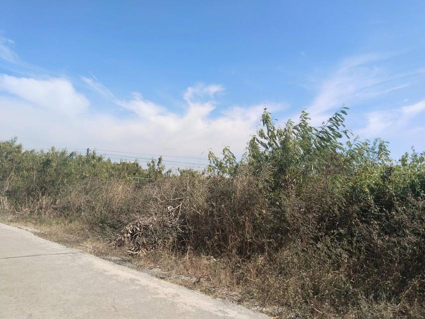 ขายที่ดินท่าไข่ แปดริ้ว 4 ไร่ ซอยวัดนิโคธาราม ใกล้สถานีรถไฟความเร็วสูง เมืองฉะเชิงเทรา 3