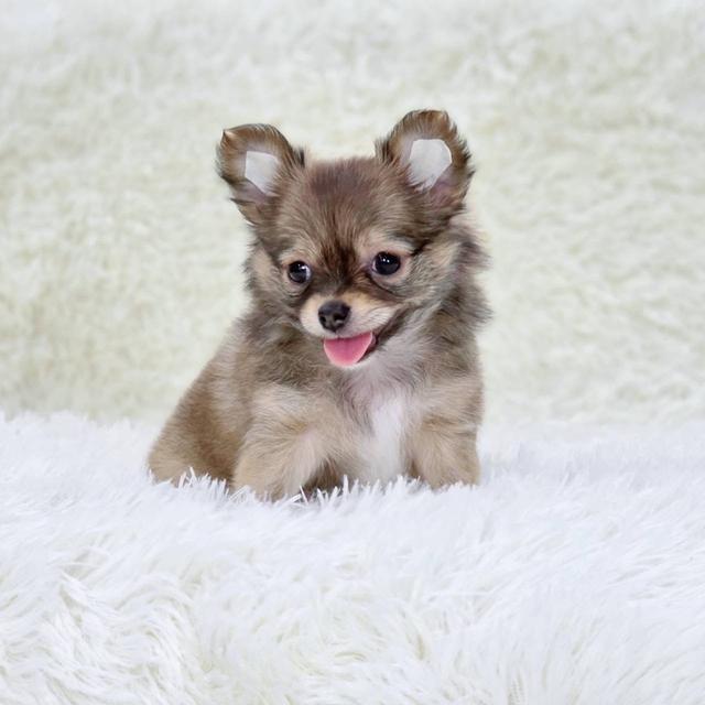 ชิวาวาแท้ขนยาว เพศผู้ 2