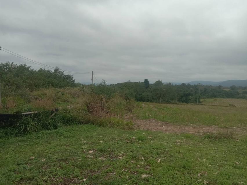 ที่ดินเปล่า 20 ไร่ๆละ 5 แสน แบ่งขายได้ คลองสอง วังน้ำเขียว 4