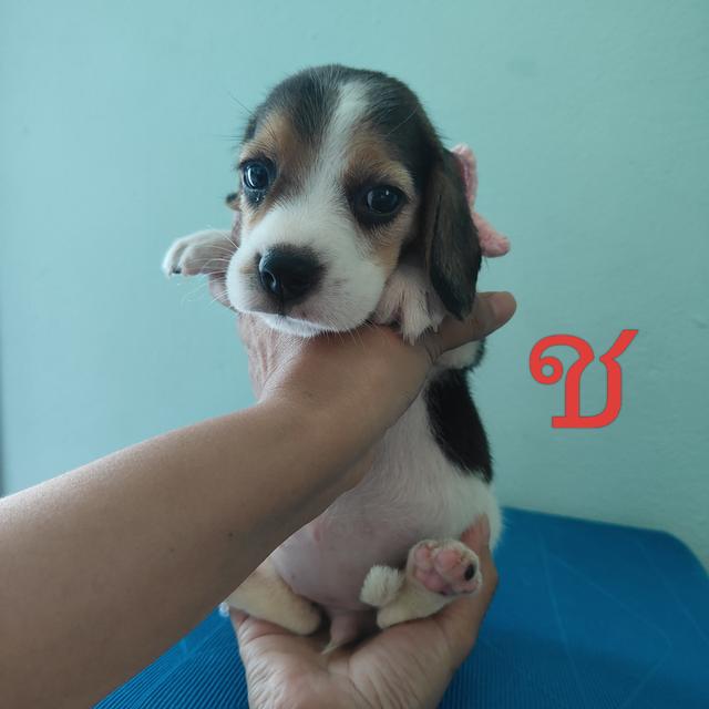 ลูกบีเกิ้ล 45วัน 3