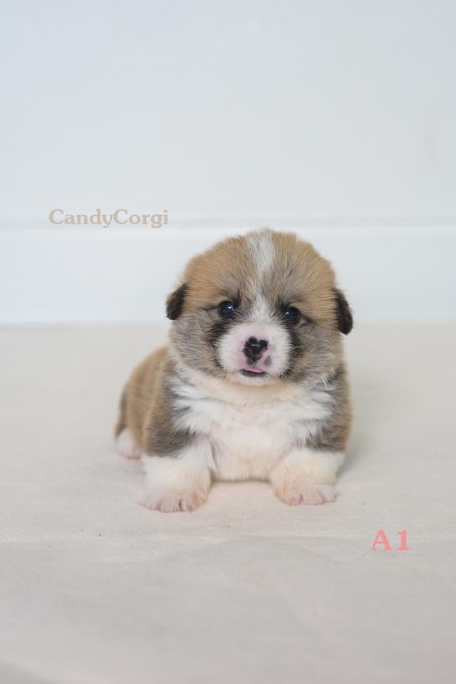 คอร์กี้ (Welsh Corgi)
