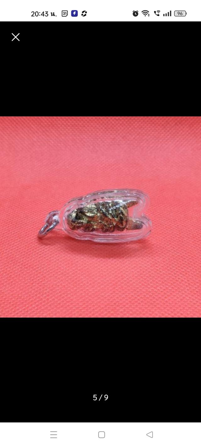 แมลงภู่คำไม้ดุมล้อเกวียน จากประเทศพม่า รูปที่ 4