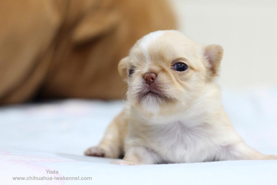 จำหน่ายสุนัขชิวาวา