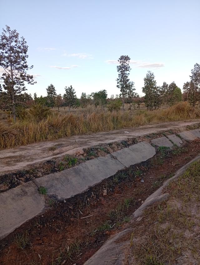 ที่ดินทุ่งนา 31 ไร่ 2 งาน 39 ตารางวา นส3. ติดคลองชลประทาน ใกล้ปั๊มน้ำมัน ห่างโรงพยาบาลโขงเจียม7กม. จ.อุบลราชธานีโขงเจียม