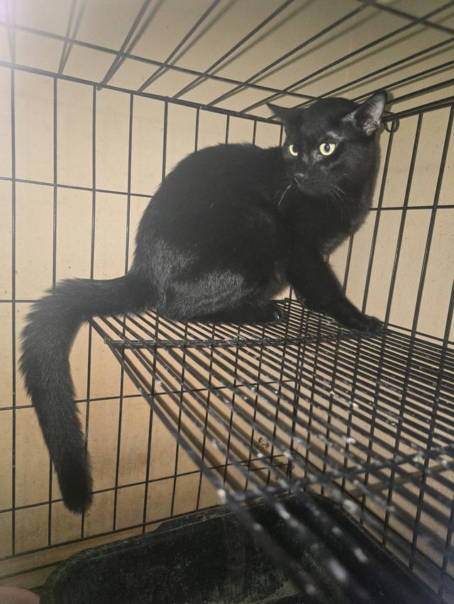 แมวโกญจา