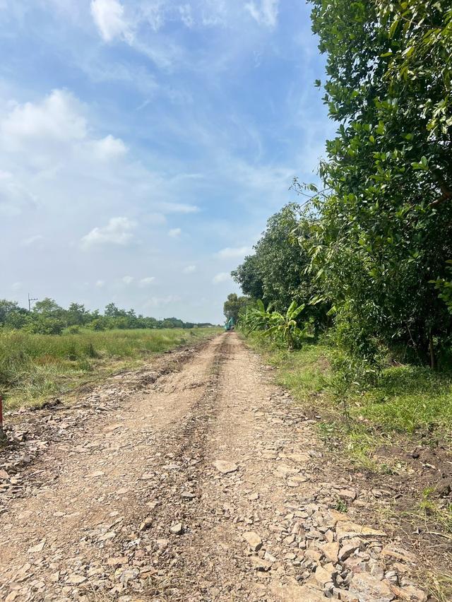 ขายที่ดินบึงกาสาม 200 ตรว. คลอง11 ใกล้ถนนเส้น3022-1.5กม. อ.หนองเสือ จ.ปทุมธานี 4