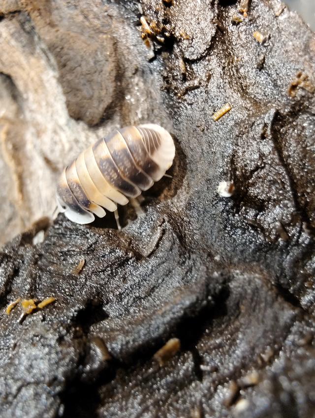 isopod ไอโซพอด Cubaris Cappuccino