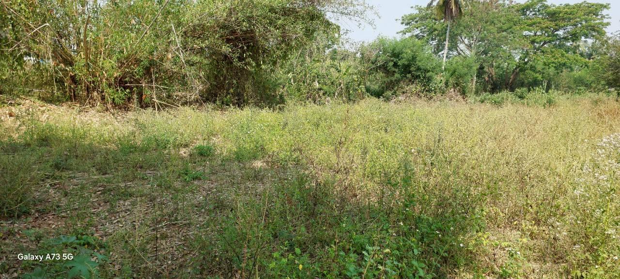 ขายที่ดินเปล่าในจ.ลำพูน ด้านหน้าติดถนนใหญ่ ติดแม่น้ำ พื้นที่สวย ทำเลดี อยู่ในเขตชุมชน ปลอดภัย ห่างจากสถานที่ราชการไม่เกิน 700 เมตร 3