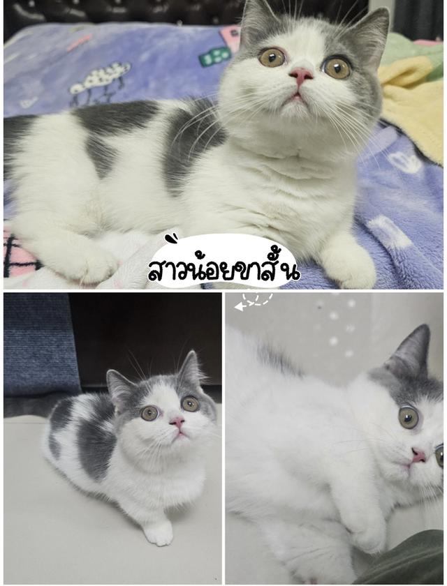 แมวบริติช แร็กดอล มันช์ดิ้น มาดูตัวจริงแมวได้ รูปที่ 6