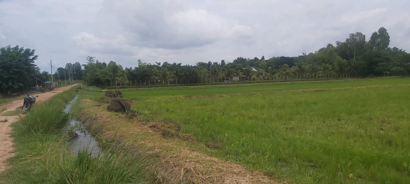ที่ดินโซนพุทธมณฑลอีสานขอนแก่น 8