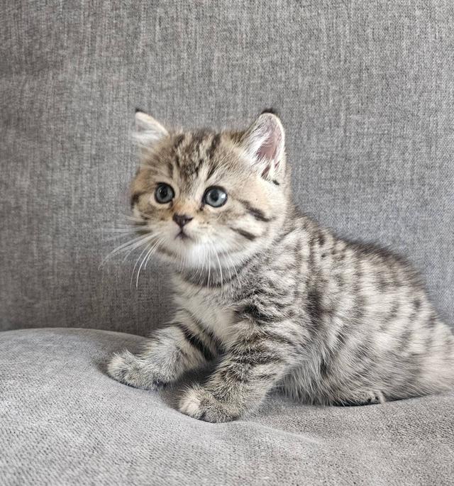 สก็อตติชโฟลด์ เสือสาว 9