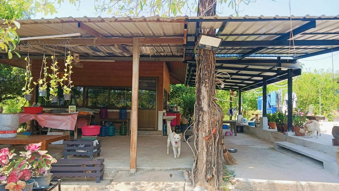 ขายที่ดินจังหวัด พิษณุโลกพร้อมสวน วิวเขา จำนวน 80 ไร่! ใกล้แหล่งท่องเที่ยว  17