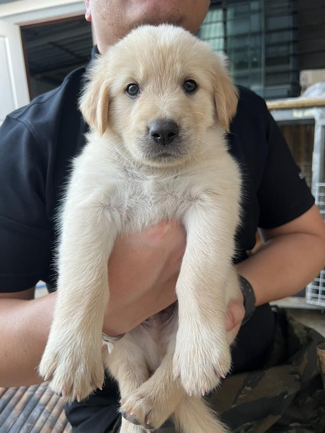 สุนัขโกลเด้นรีทรีฟเวอร์ รูปที่ 4