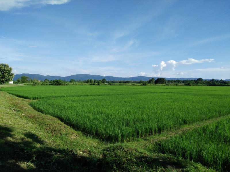 ที่ดินนา13ไร่ ติดถนน100กว่าเมตร 5