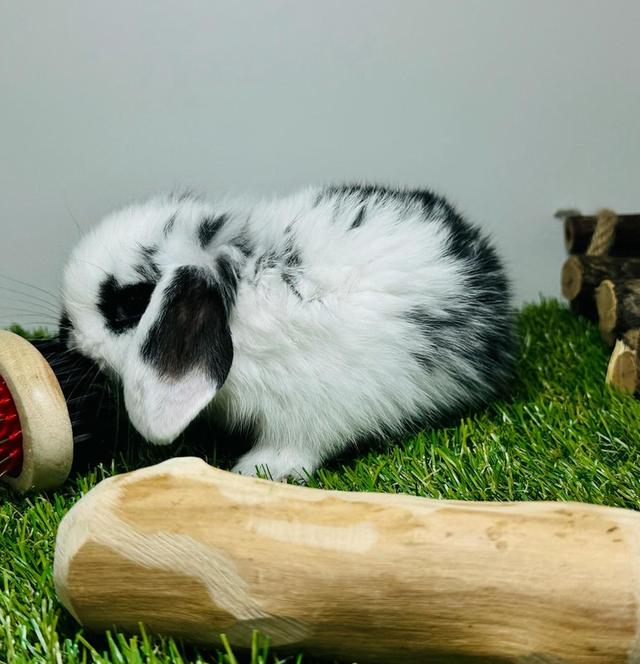 กระต่ายเร็กซ์ น่ารัก โซคิ้วท์