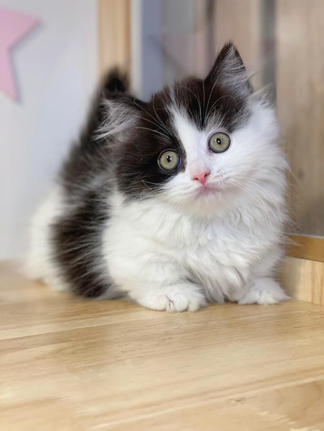 มันช์กิ้นขาสั้นพร้อมย้าย รูปที่ 2