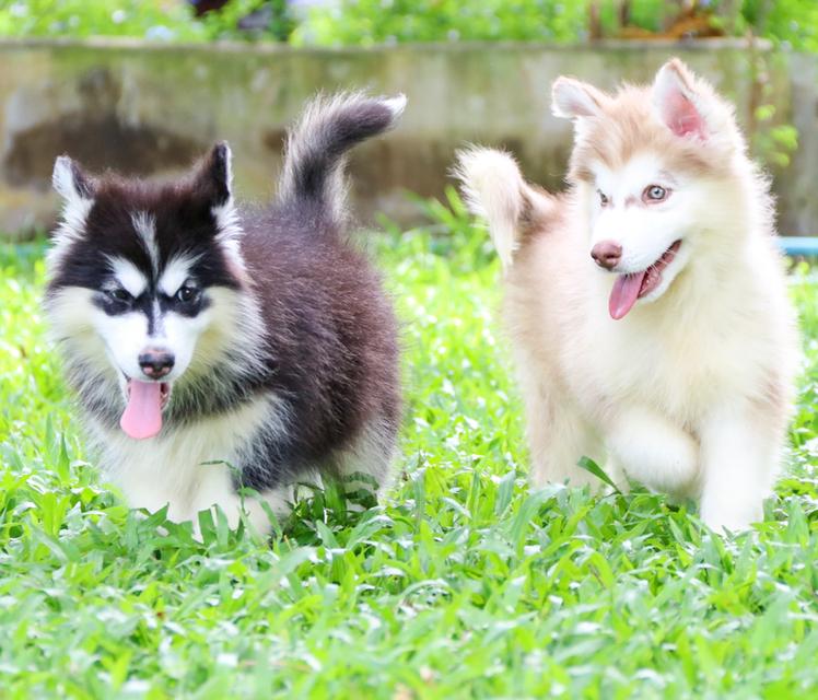 ไซบเรียนเชียงใหม่ราคาถูกมาก ผู้1 เมีย1  3