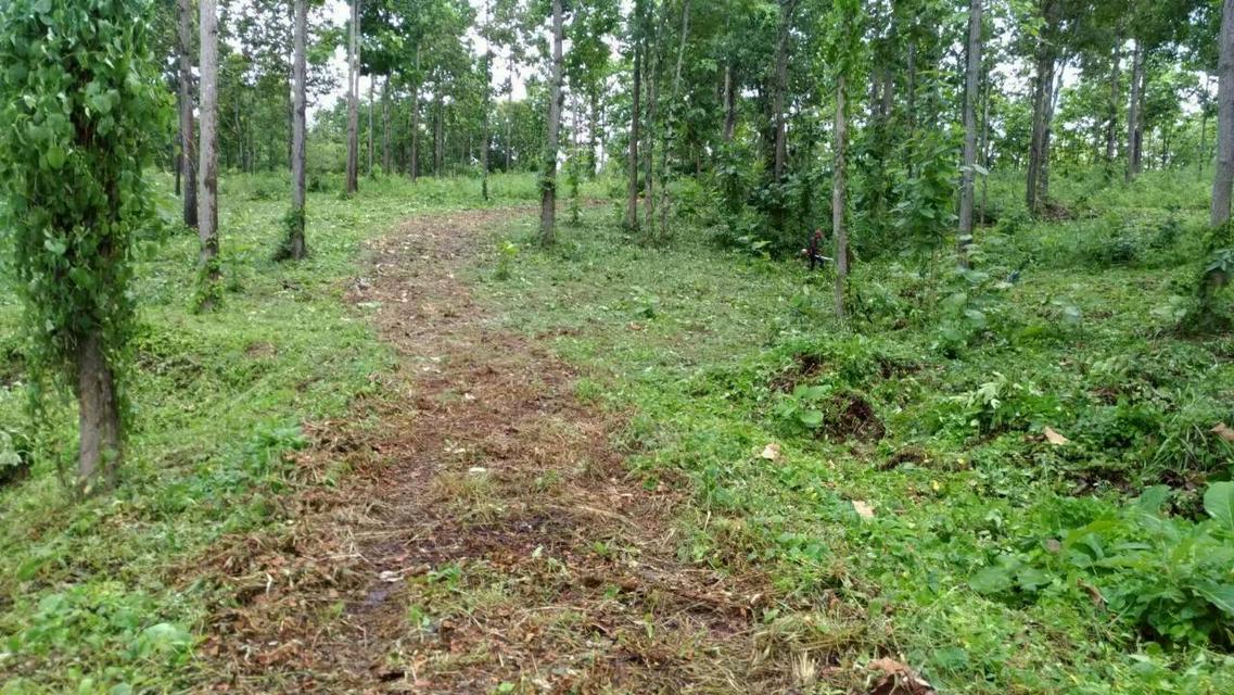 ขายที่ดินด่วนติดถนนใหญ่สายหลัก 1095 เชียงใหม่ เน 8