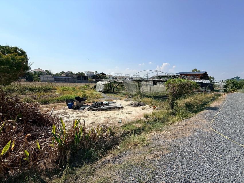 ขายด่วนที่ดิน 153 ตรว ติดถนนหินคลุก ซ.วัดหนองปรง ต.บางเดื่อ อ.เมืองปทุมธานี 2