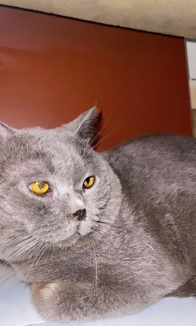 ลด 70% บริติส สีบลูส์ (แท้จากอังกฤษ)