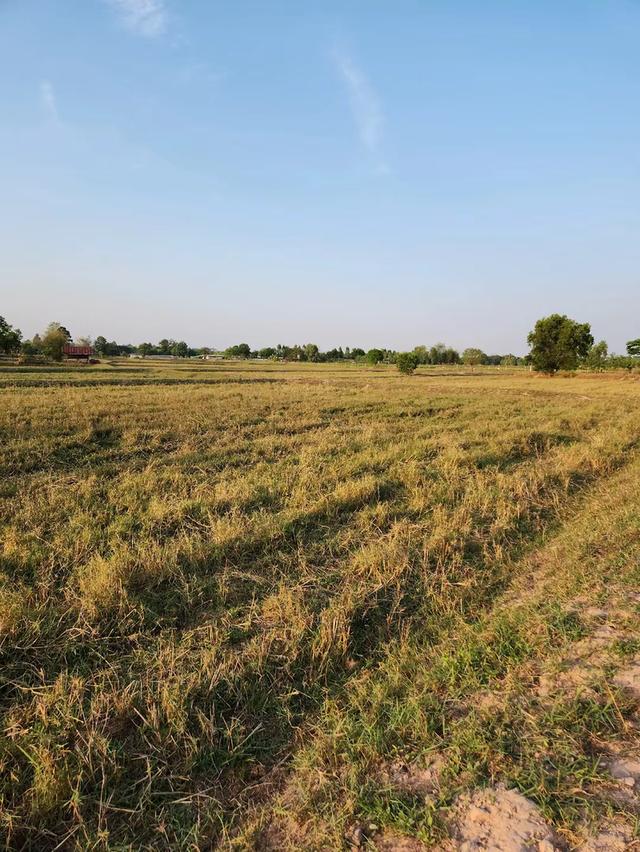 ที่ดินเปล่า 12 ไร่ อำเภอยางสีสุราช จังหวัดมหาสารคาม 3