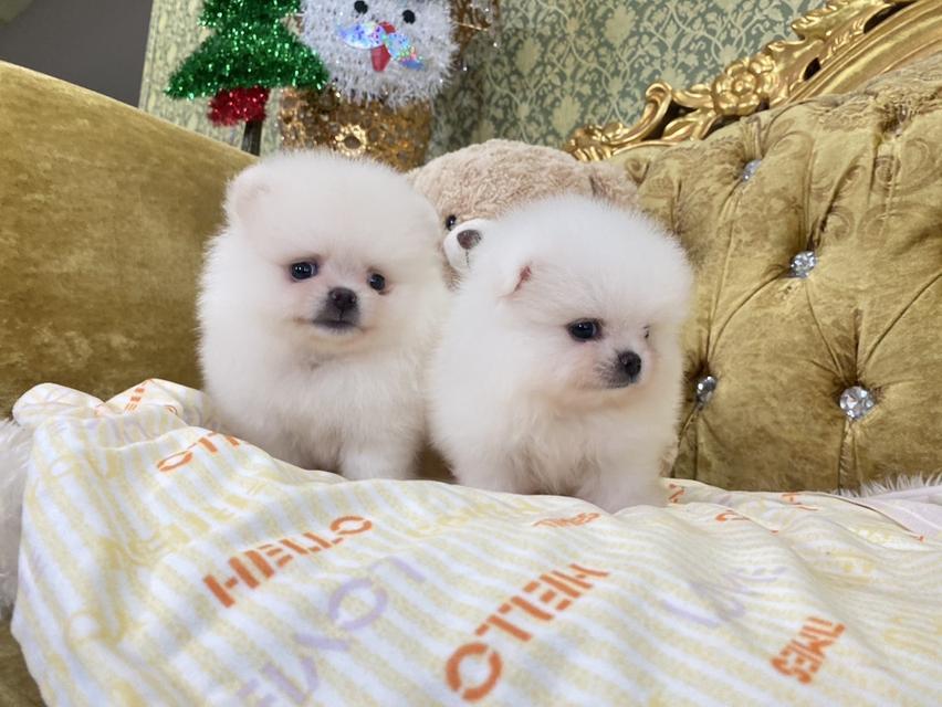 ลูกปอมปอมแท้ น่ารัก อ้วนกลมหมี