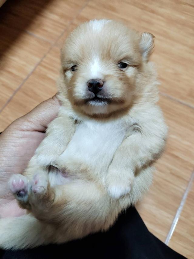 ปอมปอมแท้อยู่แถวมีนบุรีหทัยราษฎร์ รูปย่อยที่ 2