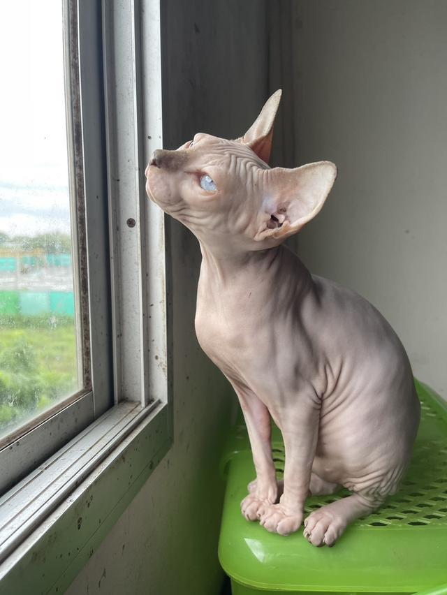 แมวสฟิงซ์เพศเมีย 5เดือน ฉีดวัคซีนแล้ว มาดูได้ที่ลาดกระบัง