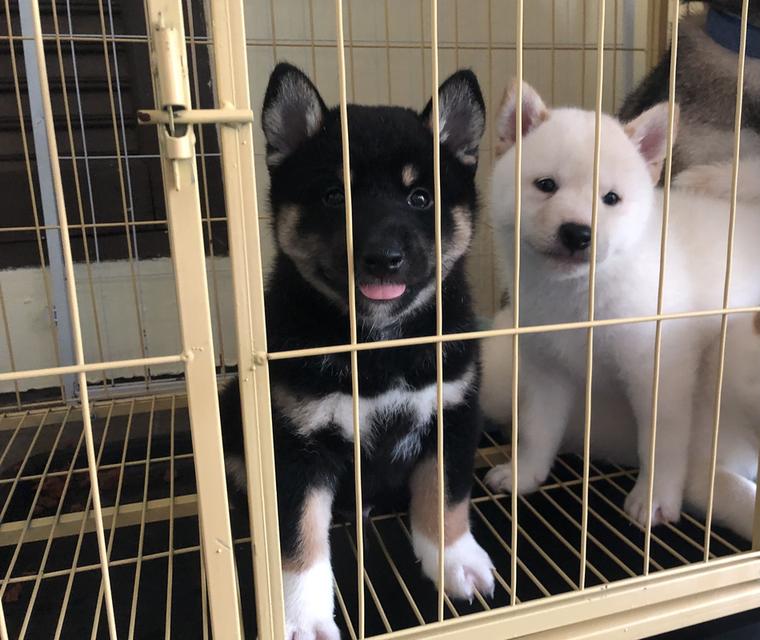 ลูกสุนัขชิบะอินุแท้ เพศผู้สี Black tan อายุ 2 เดือน 11