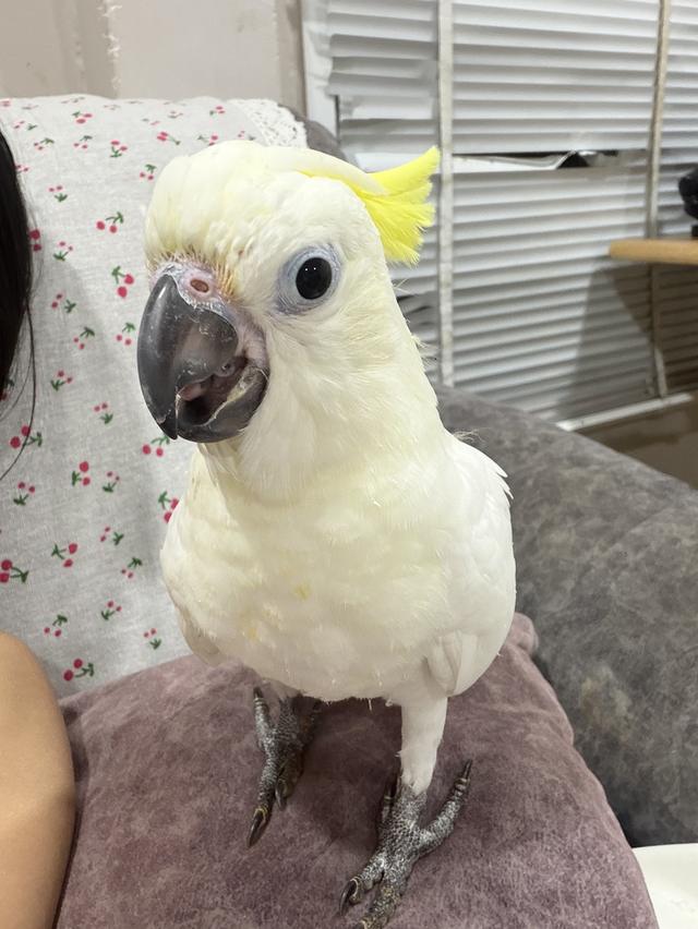 กระตั้วมิเดี้ยม Cockatoo medium เพศผู้ และเมีย