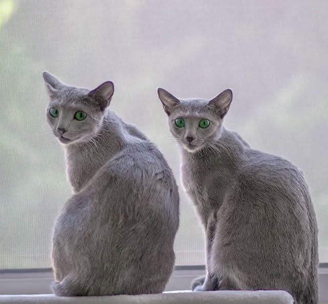 แมว Russian Blue หาบ้าน