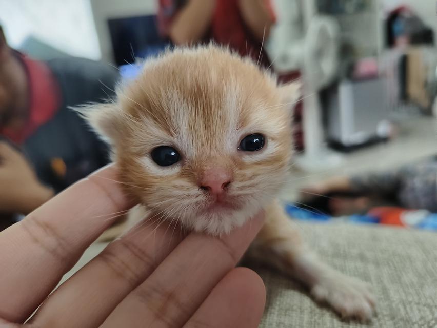 ลูกแมวสก็อตติช