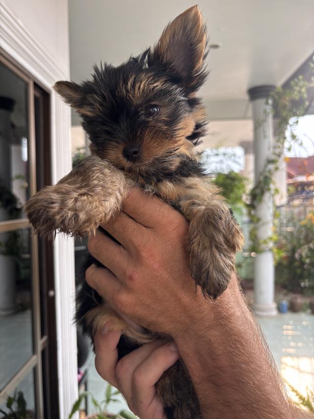 Dog Yorkshire terrier