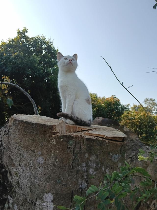 แมวชาย 3 สี  ผู้ให้โชคลาภ