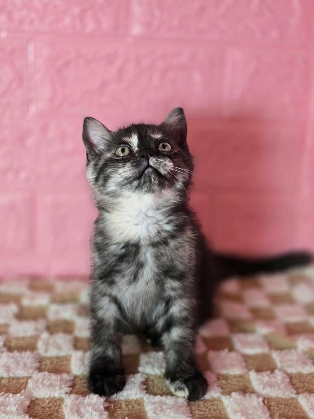 ส ก็ อ ต ติ ช โฟ ล ด์