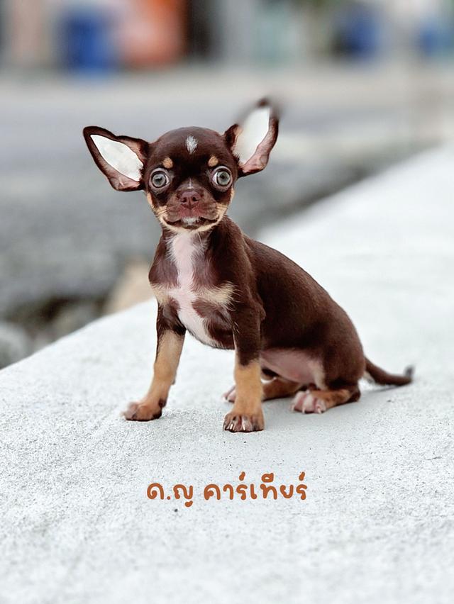 ชิวาวาขนสั้นเพศเมียไซส์จิ๋วสีช้อควัคซีนแล้ว